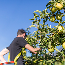 Prestazioni occasionali: novità per agricoltura e turismo nella Legge di Bilancio 2023